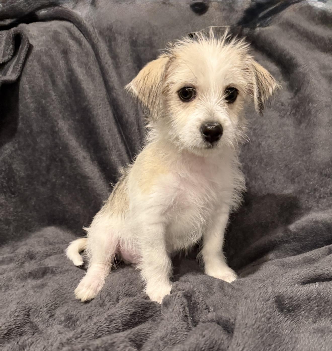 Enlarge Eddie, a other mixed breed in Hales corners, WI image 1/3