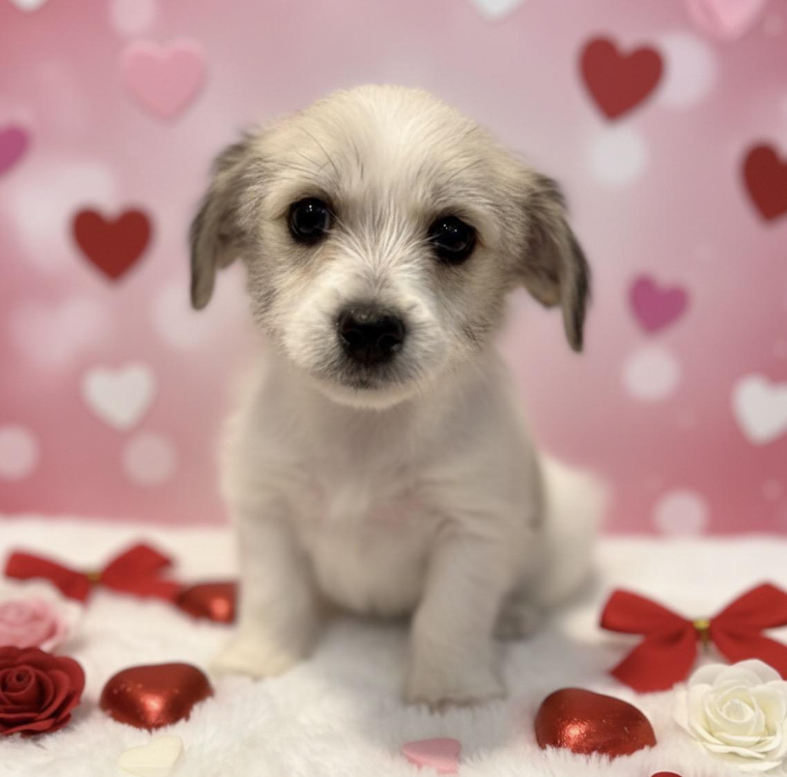 Enlarge Eddie, a other mixed breed in Hales corners, WI image 2/3