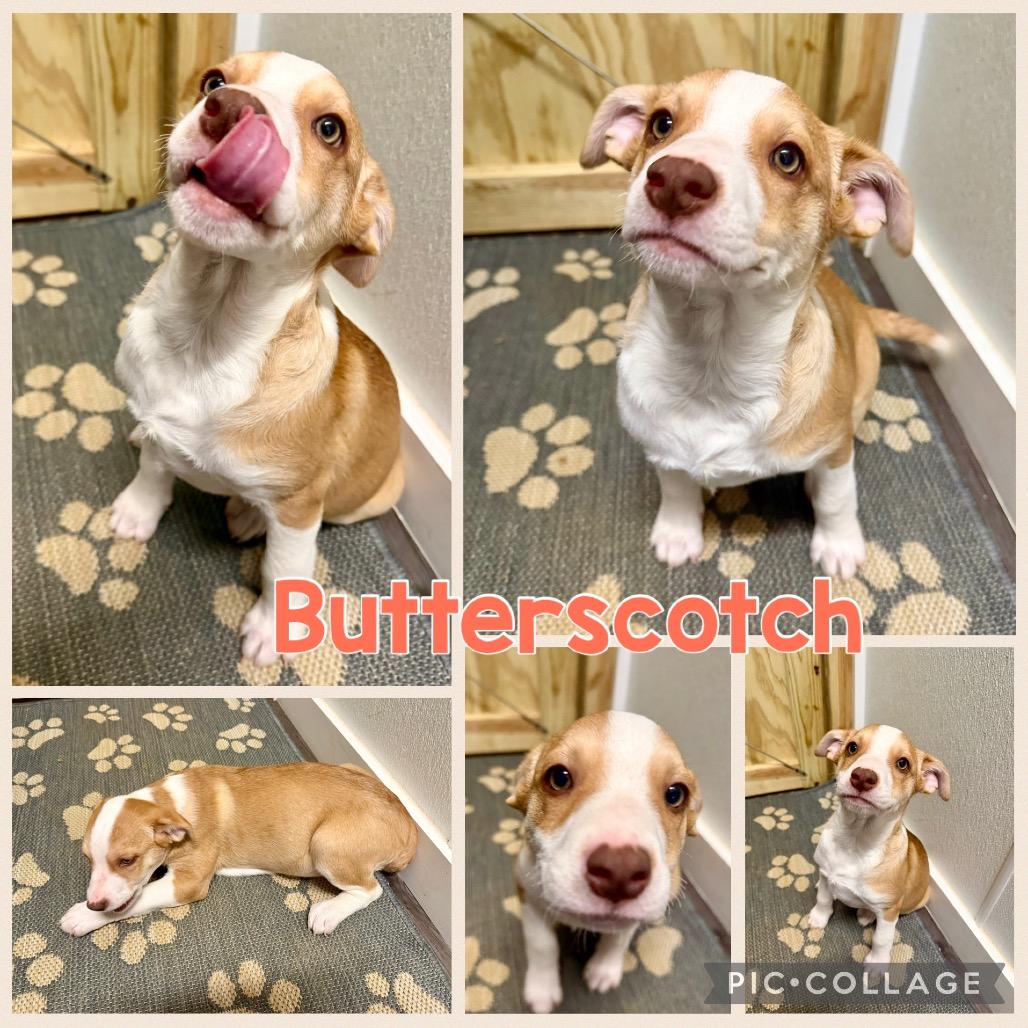 Butterscotch, Adoptable, Puppy Female English Pointer & English Bulldog.