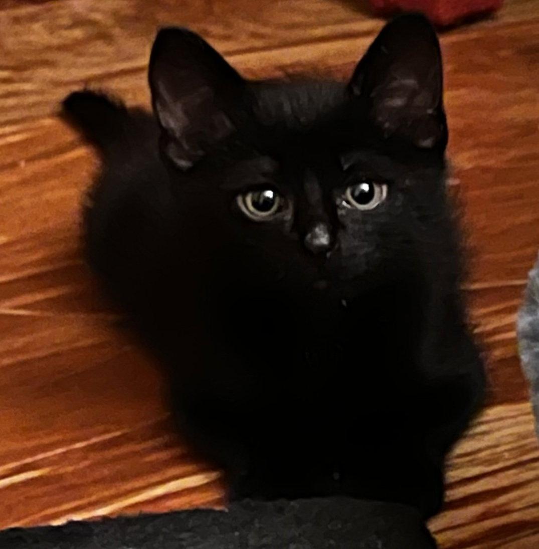 Loki, Adopted, Kitten Male Domestic Short Hair.