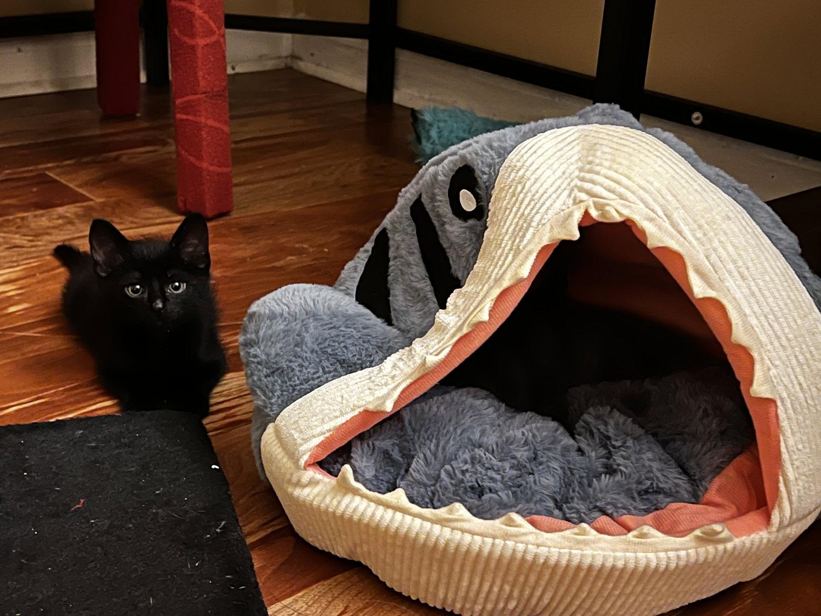 Enlarge Loki, a Adopted Domestic Short Hair in Stone Mountain, GA image 2/3