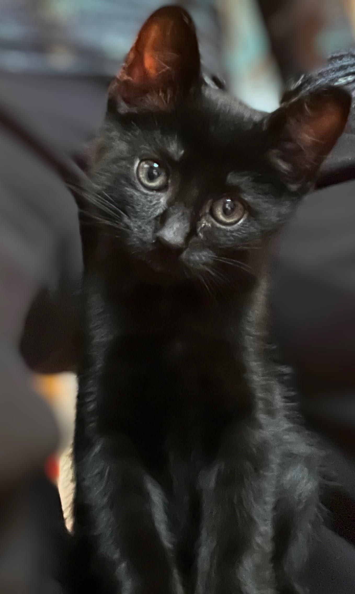 Enlarge Loki, a Adopted Domestic Short Hair in Stone Mountain, GA image 3/3