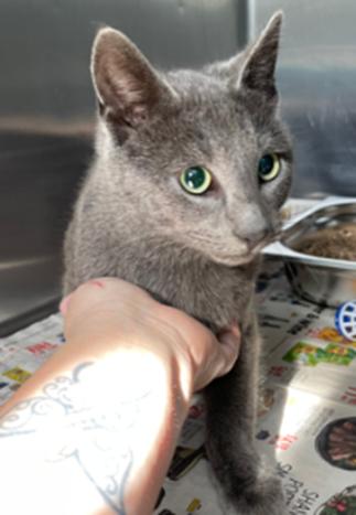 Enlarge Miles, an adopted mixed breed in Crumpler, NC image 2/6