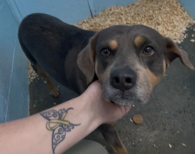 Enlarge Miles, an adopted mixed breed in Crumpler, NC image 3/6