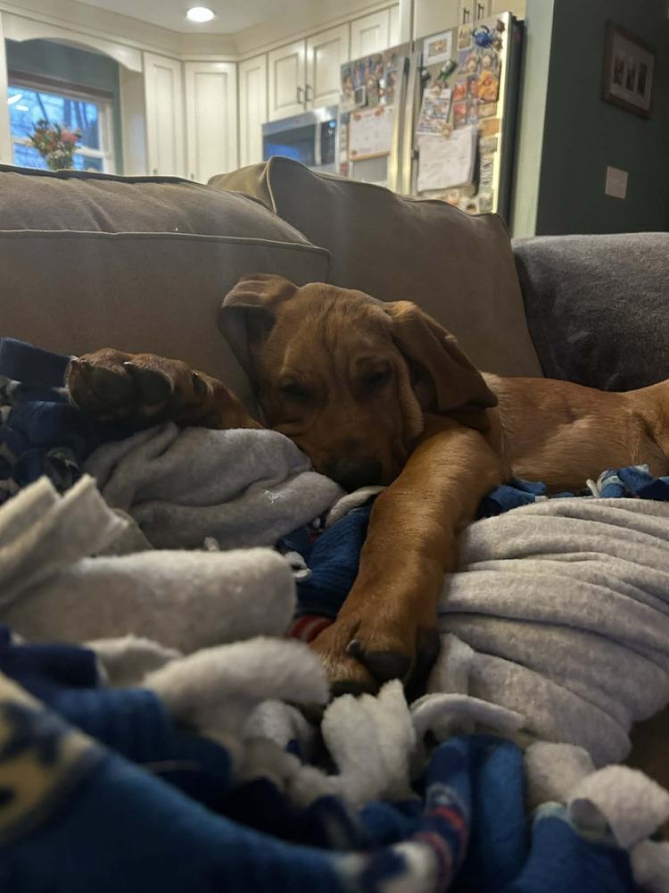 Benny (Boomer & Benny), Adoptable, Young Male Hound.