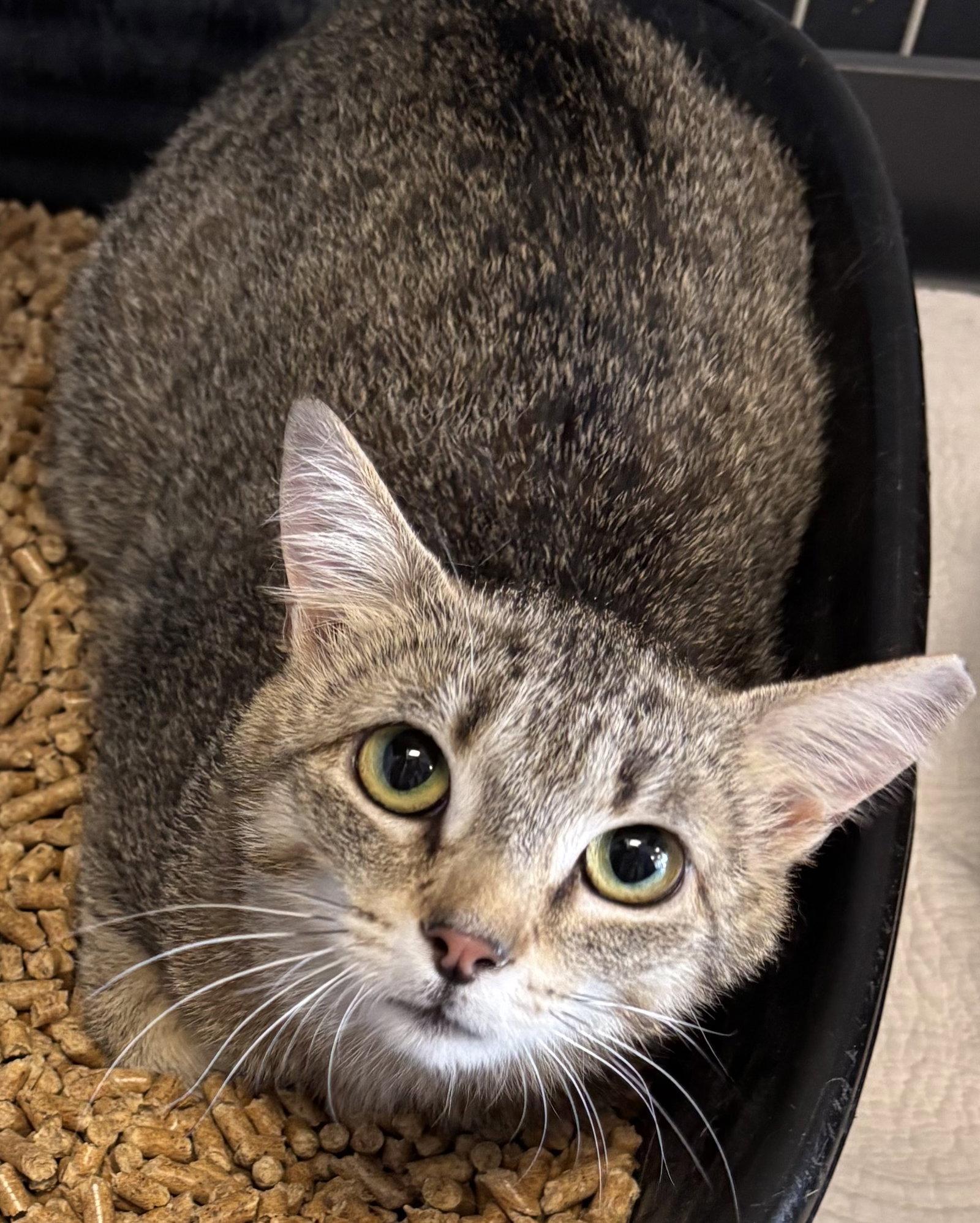 Enlarge Claire - Must Apply in Person !, a Adoptable mixed breed in Georgetown, KY image 1/3