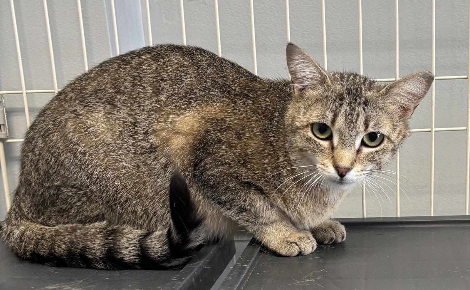 Enlarge Claire - Must Apply in Person !, a Adoptable mixed breed in Georgetown, KY image 2/3