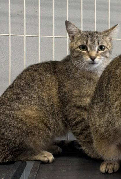Enlarge Claire - Must Apply in Person !, a Adoptable mixed breed in Georgetown, KY image 3/3