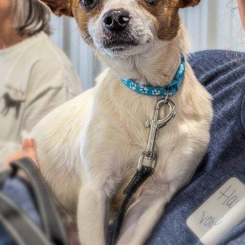 Pickles, Adoptable, Puppy Male Chihuahua.