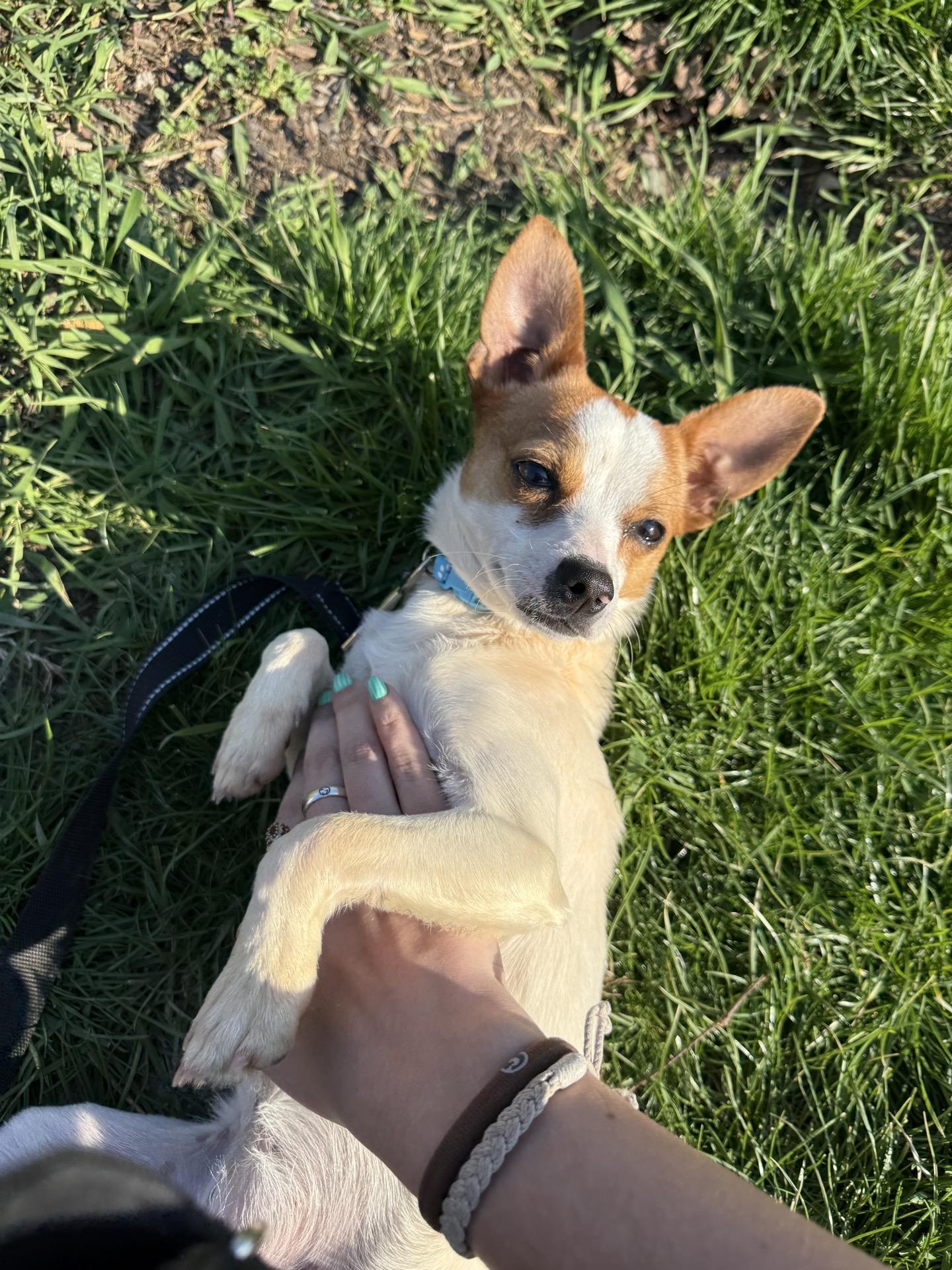 Enlarge Pickles, a Adoptable Chihuahua in Christiansburg, VA image 2/4