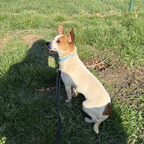 Enlarge Pickles, a Adoptable Chihuahua in Christiansburg, VA image 3/4