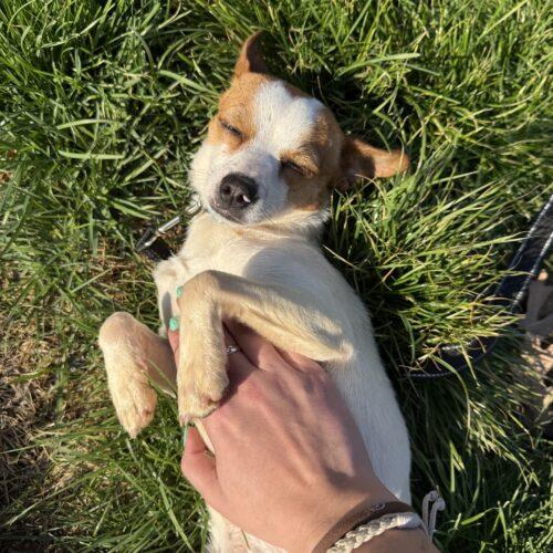 Enlarge Pickles, a Adoptable Chihuahua in Christiansburg, VA image 4/4