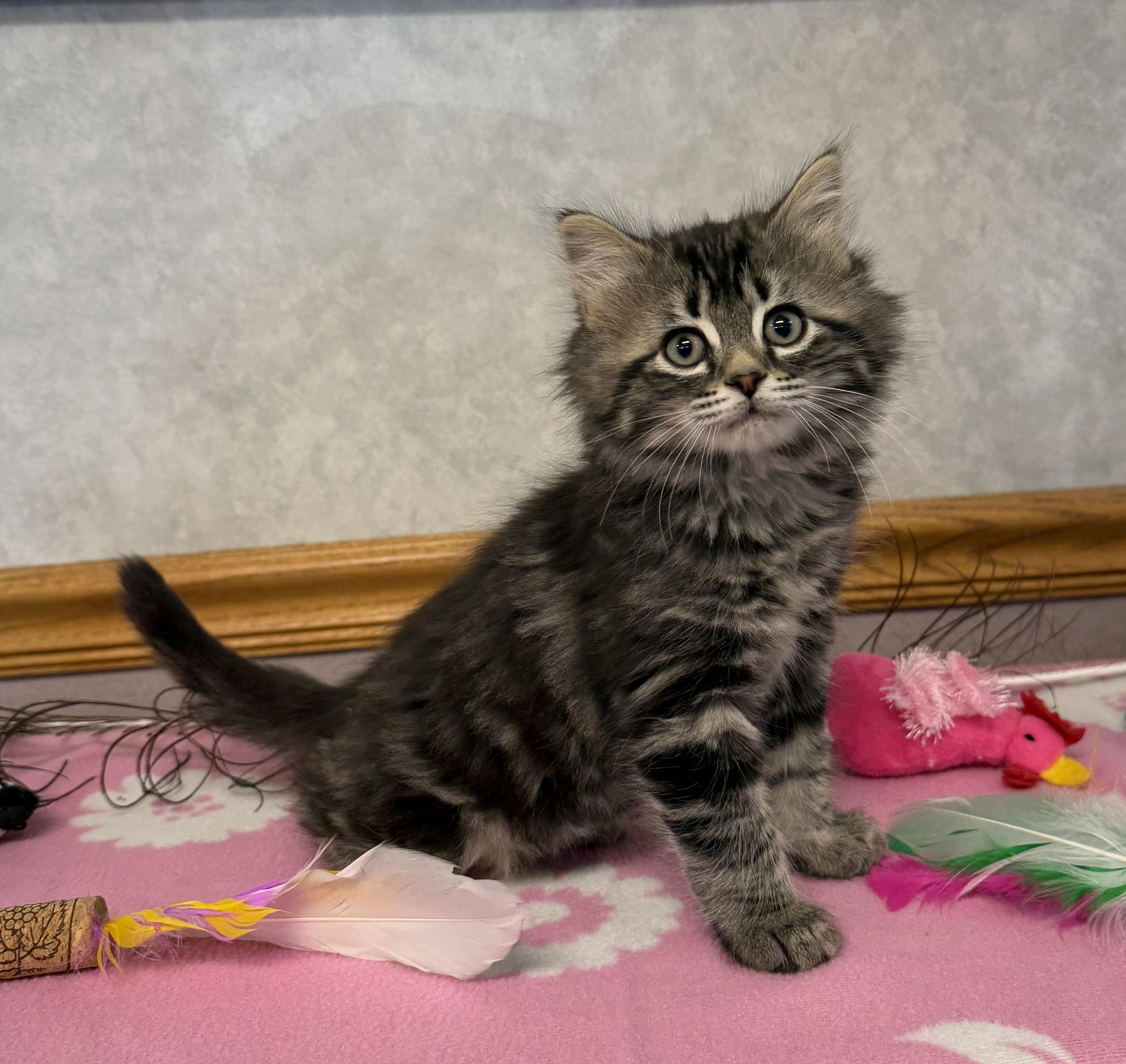 Killdeer, Adoptable, Kitten Female Domestic Long Hair.