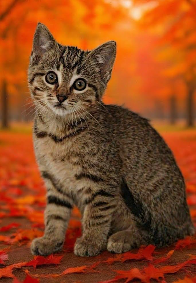 Rita 26/638, Adoptable, Kitten Female Domestic Medium Hair.