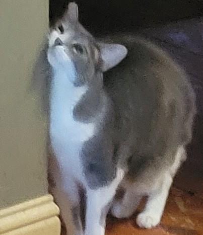 Enlarge (CP) Kinzy, a Adoptable mixed breed in North Highlands, CA image 1/1