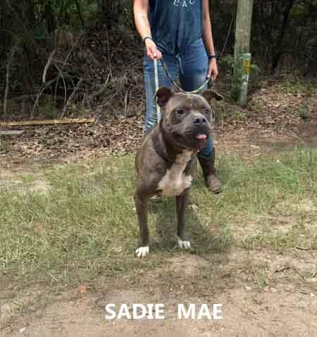 Sadie Mae, ADOPTABLE, Adult Female Pit Bull Terrier.