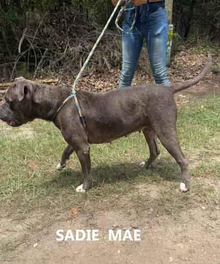 Enlarge Sadie Mae, a ADOPTABLE mixed breed in Washington, GA image 2/3
