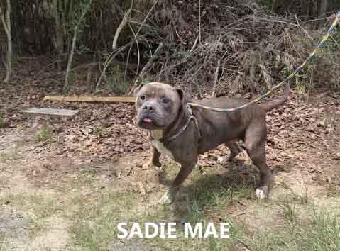 Enlarge Sadie Mae, a ADOPTABLE mixed breed in Washington, GA image 3/3