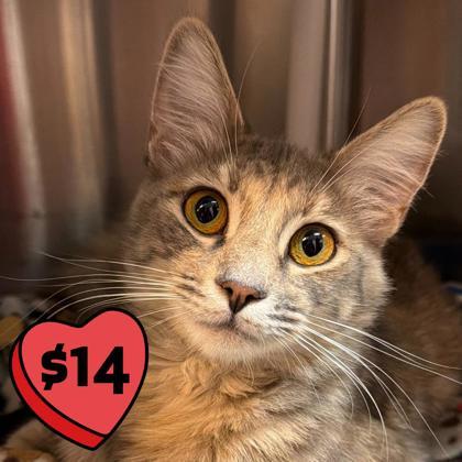 Vitamin C(at), Adoptable, Young Female Domestic Medium Hair & Domestic Short Hair.