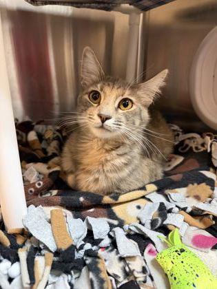 Vitamin C(at), an adopted mixed breed in Pleasanton, CA image 2/2