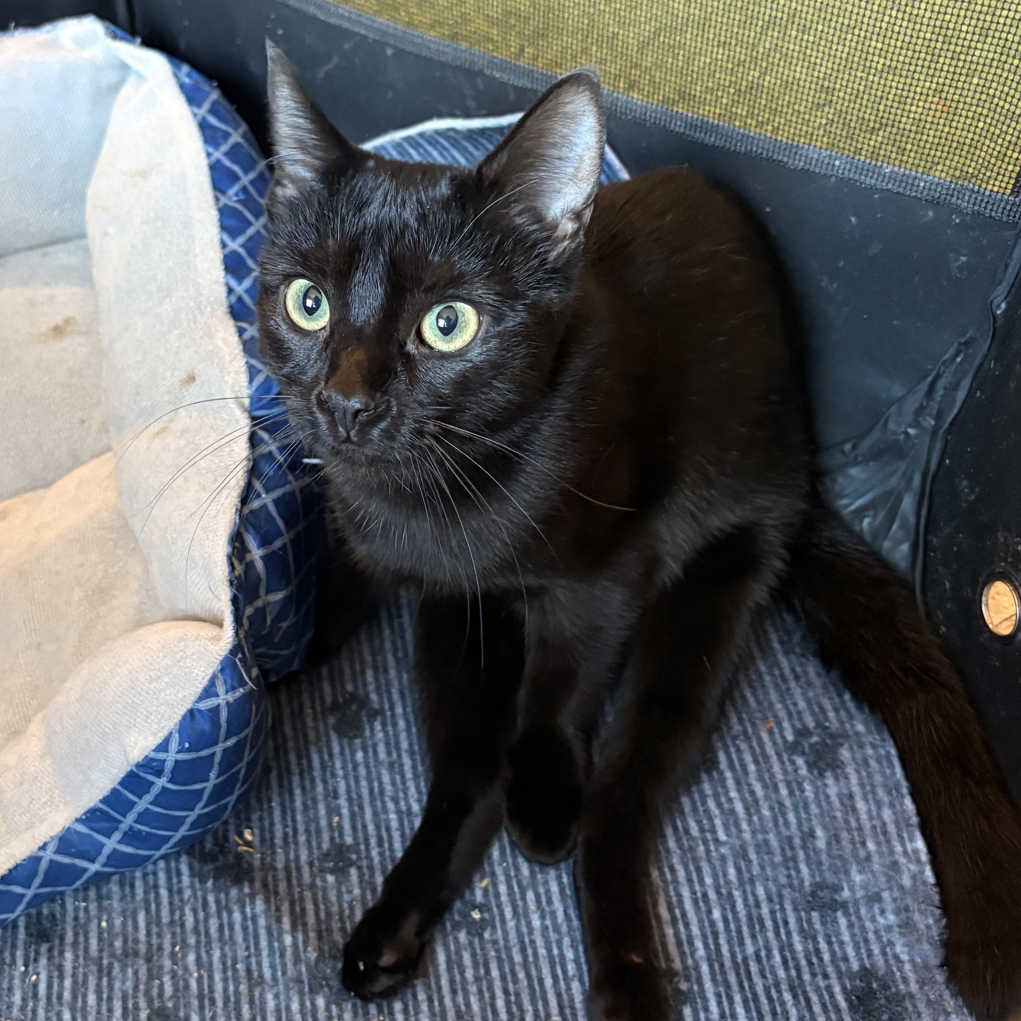 Enlarge Geneva, a ADOPTABLE Domestic Short Hair in Austintown, OH image 1/1