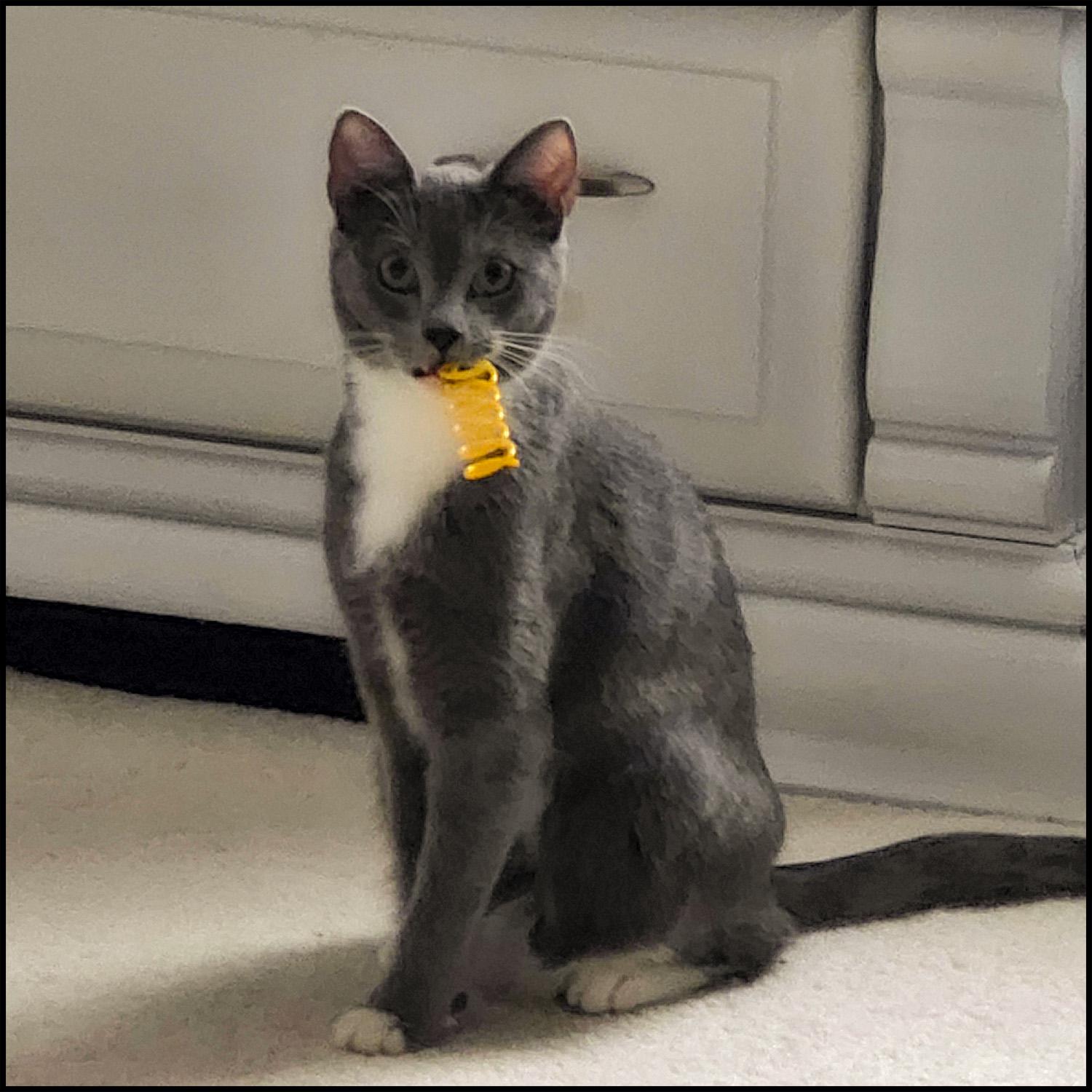 Ari, a ADOPTABLE mixed breed in Roswell, GA image 2/3