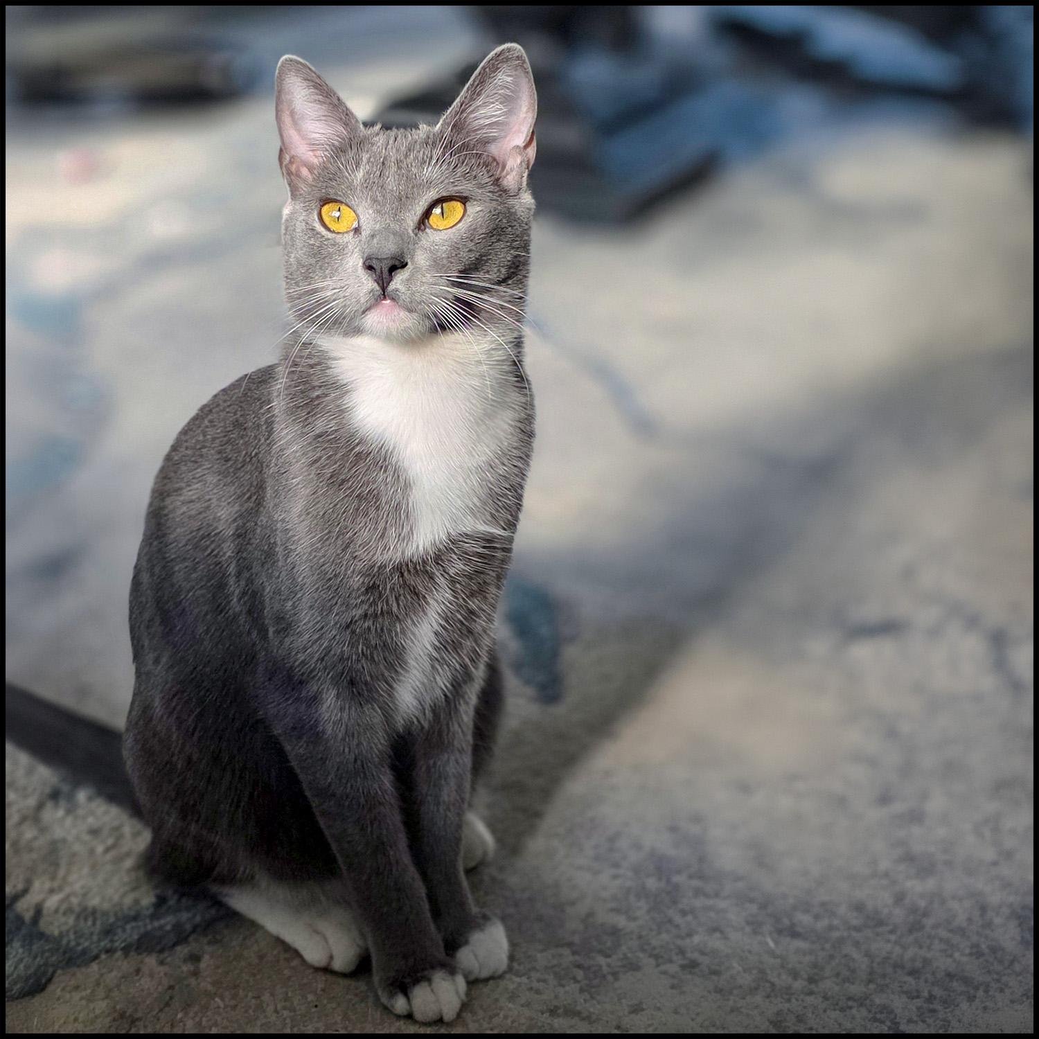 Ari, ADOPTABLE, Young Female Domestic Short Hair.