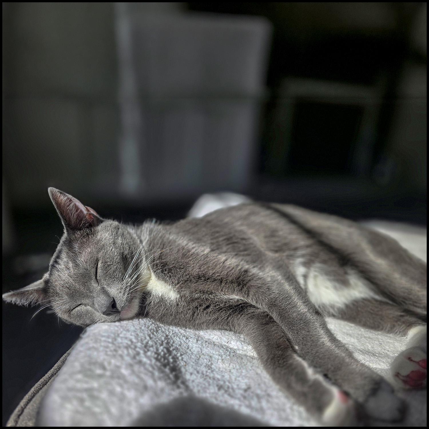 Ari, a ADOPTABLE mixed breed in Roswell, GA image 3/3