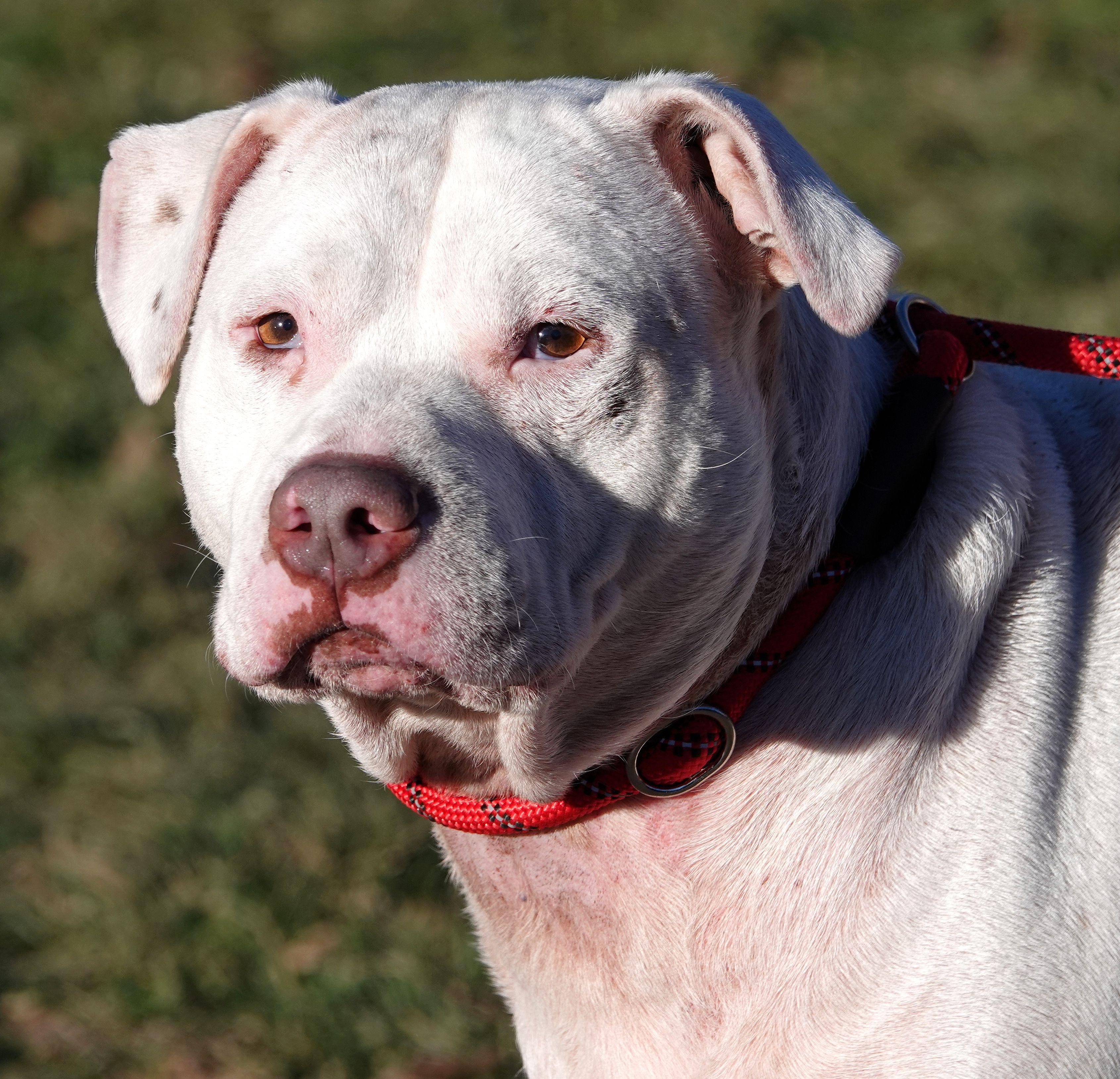 Linus, ADOPTABLE, Adult Male Terrier.