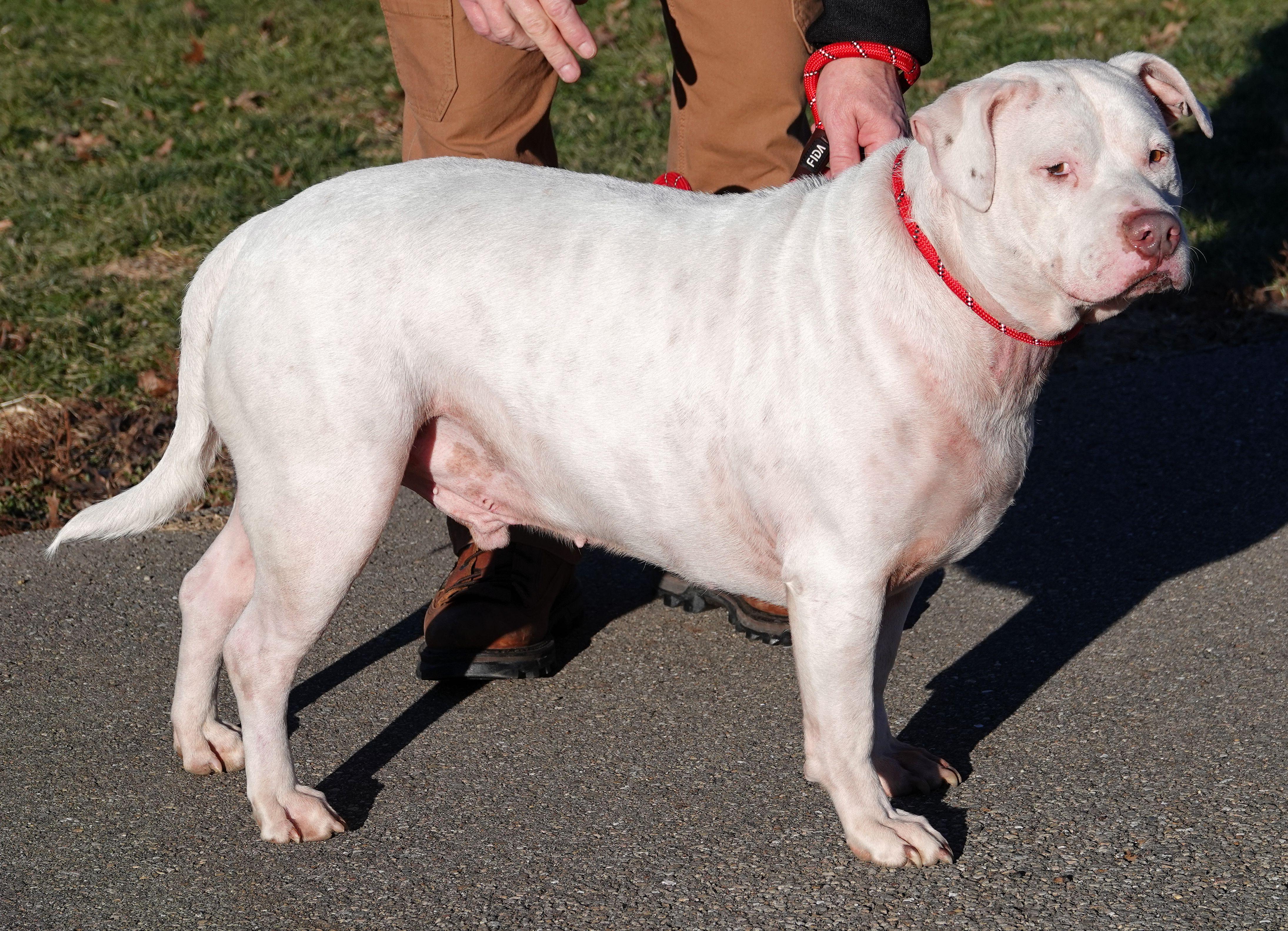 Enlarge Linus - ADOPTED, an adoption pending mixed breed in Millfield, OH image 2/3
