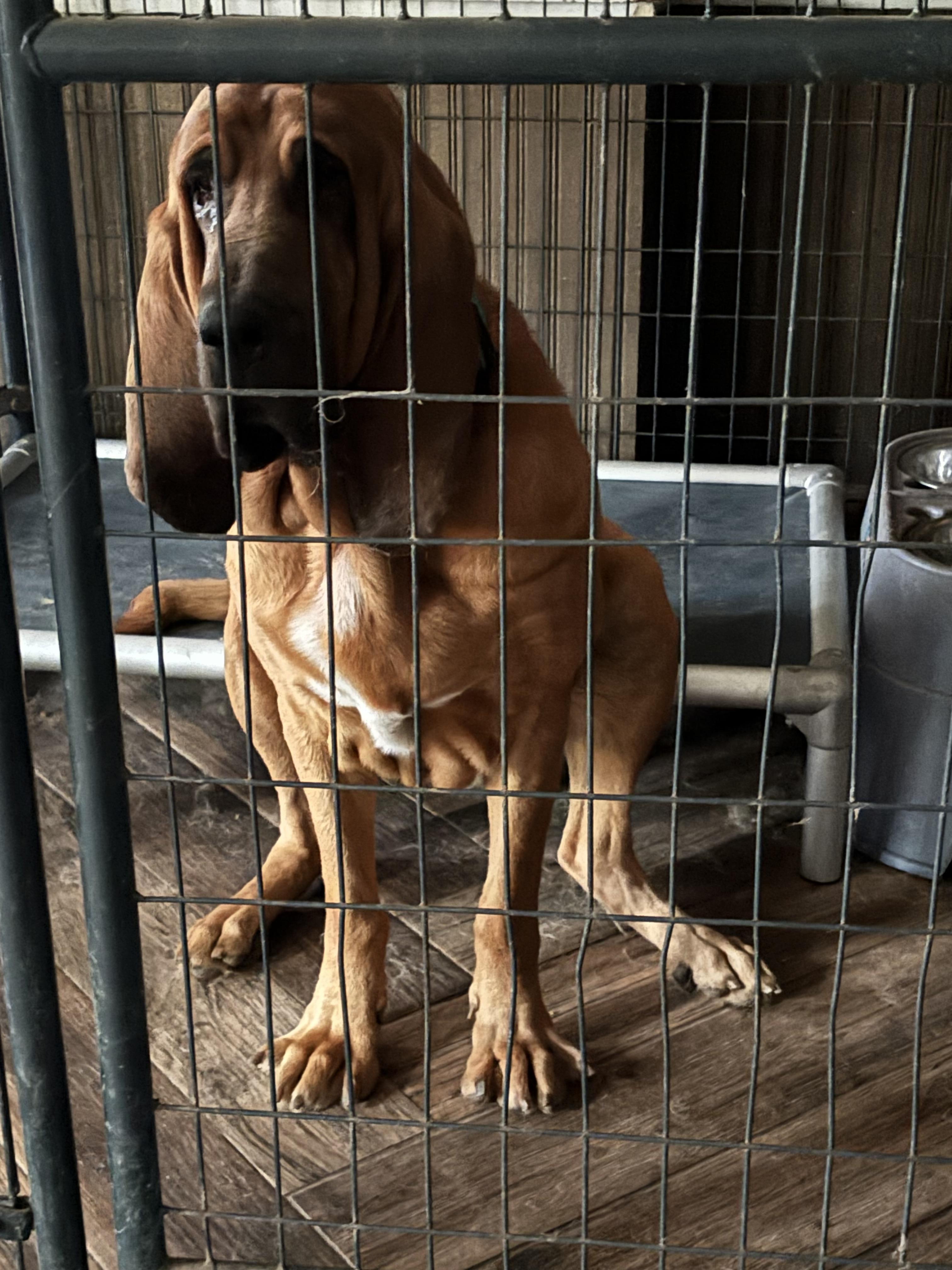 Jack, Adoptable, Adult Male Bloodhound.