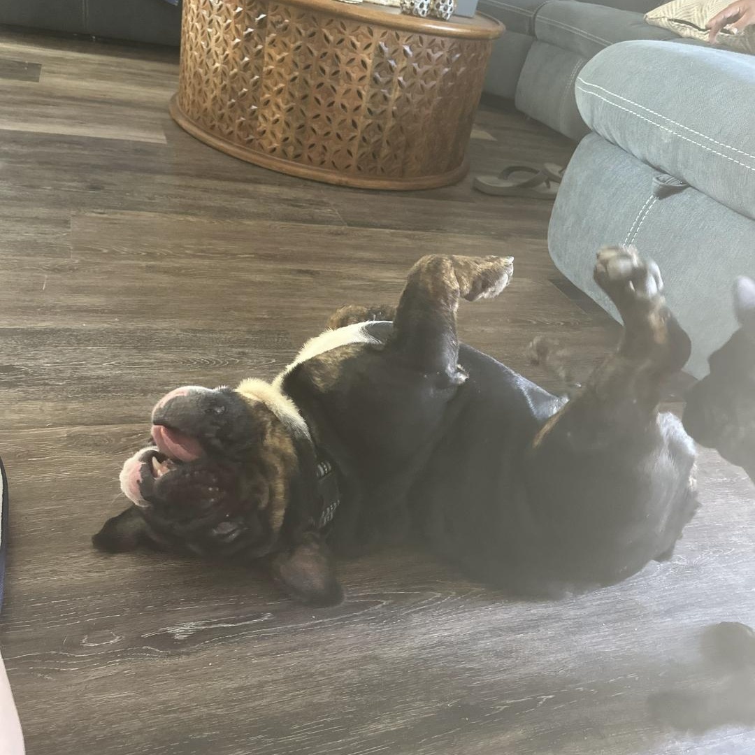 Enlarge Bobby, an adopted English Bulldog in Chula Vista, CA image 5/5