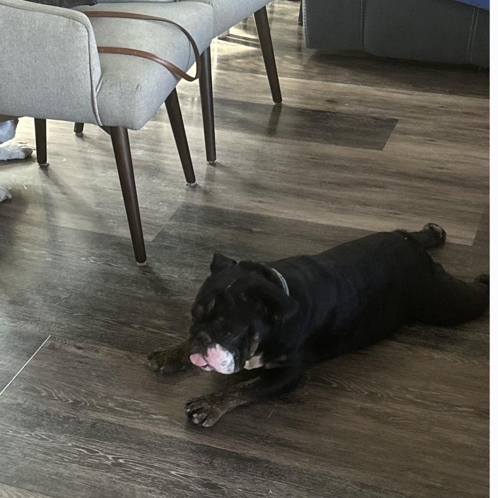 Enlarge Bobby, an adopted English Bulldog in Chula Vista, CA image 4/5