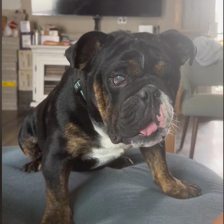 Enlarge Bobby, an adopted English Bulldog in Chula Vista, CA image 1/5