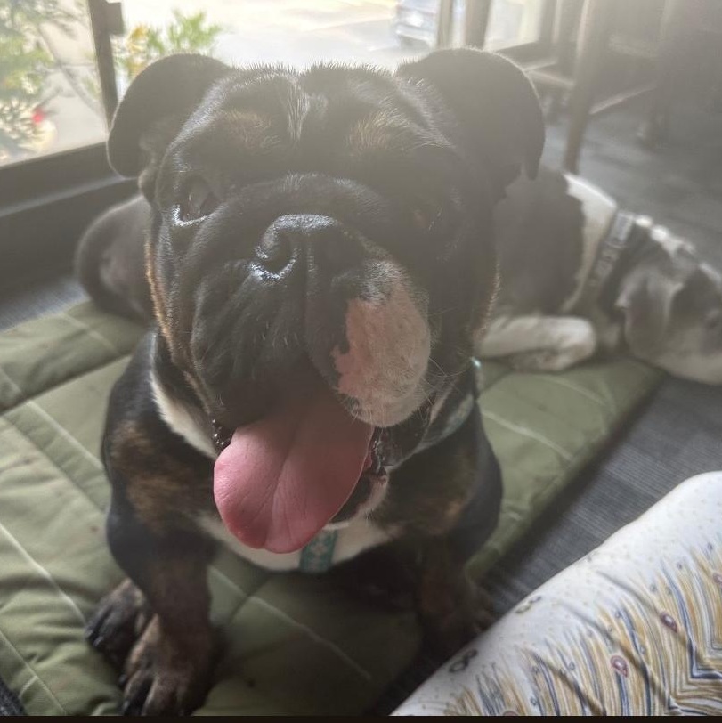 Enlarge Bobby, an adopted English Bulldog in Chula Vista, CA image 3/5
