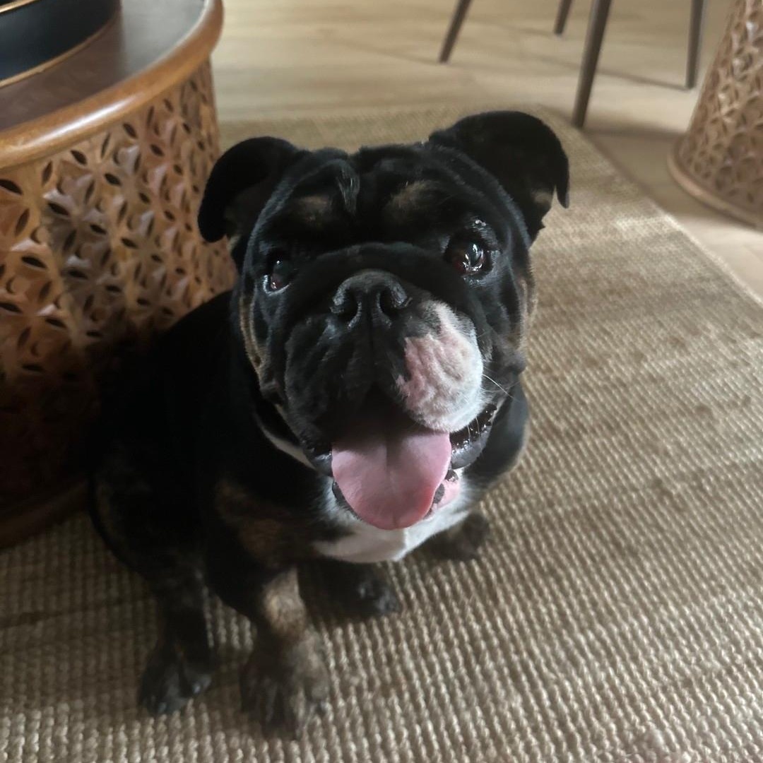 Enlarge Bobby, an adopted English Bulldog in Chula Vista, CA image 2/5