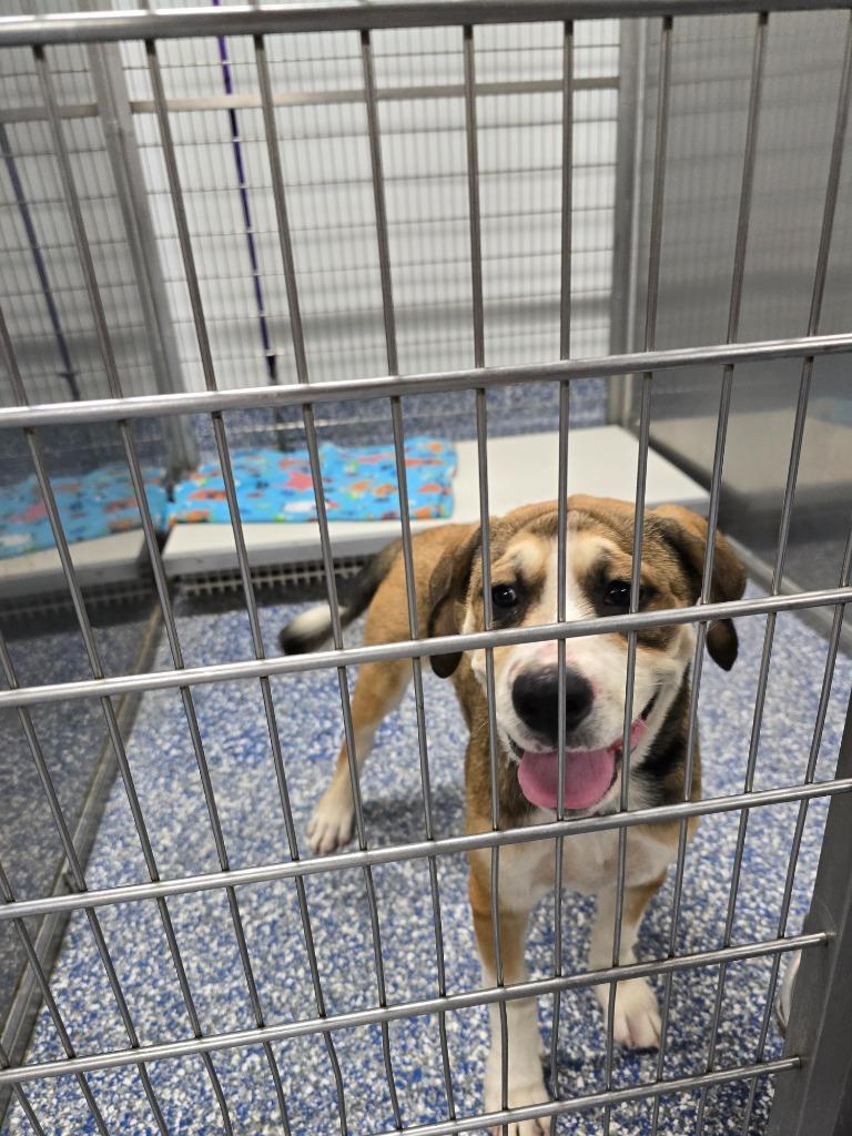 Ruby, Adoptable, Young Female Beagle & Husky.