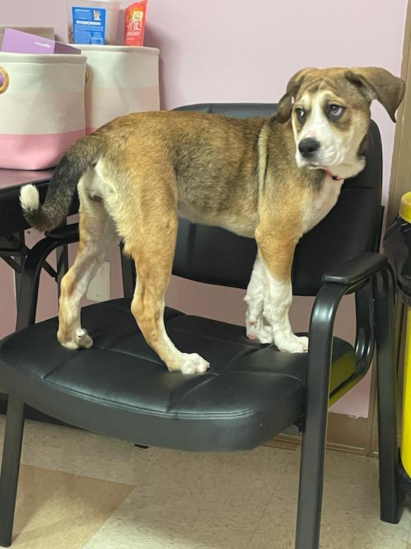 Enlarge Ruby, a Adoptable mixed breed in Maumelle, AR image 2/6