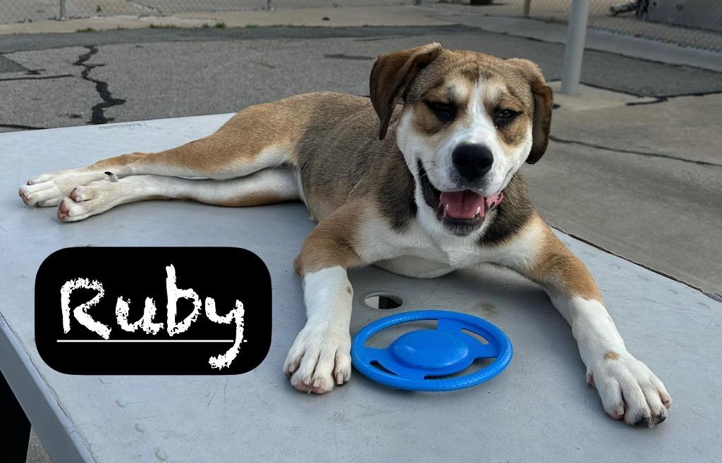 Enlarge Ruby, a Adoptable mixed breed in Maumelle, AR image 3/6