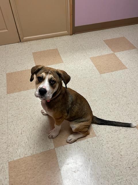 Enlarge Ruby, a Adoptable mixed breed in Maumelle, AR image 4/6