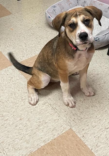 Enlarge Ruby, a Adoptable mixed breed in Maumelle, AR image 5/6