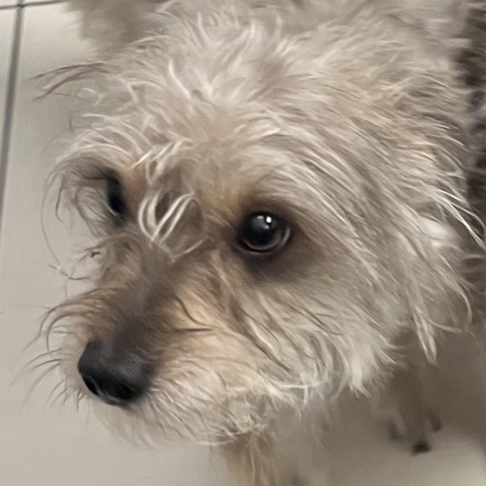 Tsunami, Adoptable, Young Male Terrier.