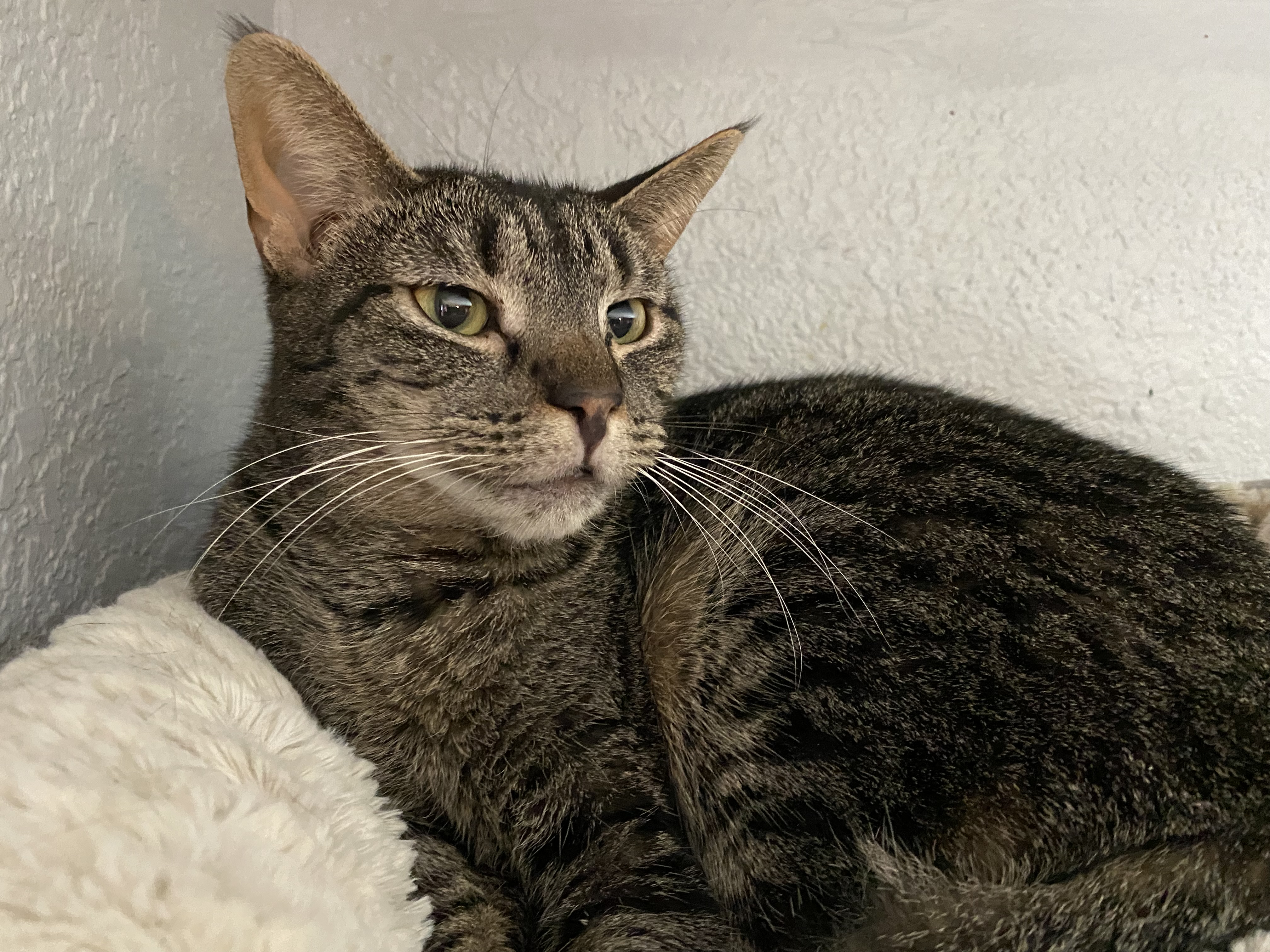 Slim, Adult Female Tabby