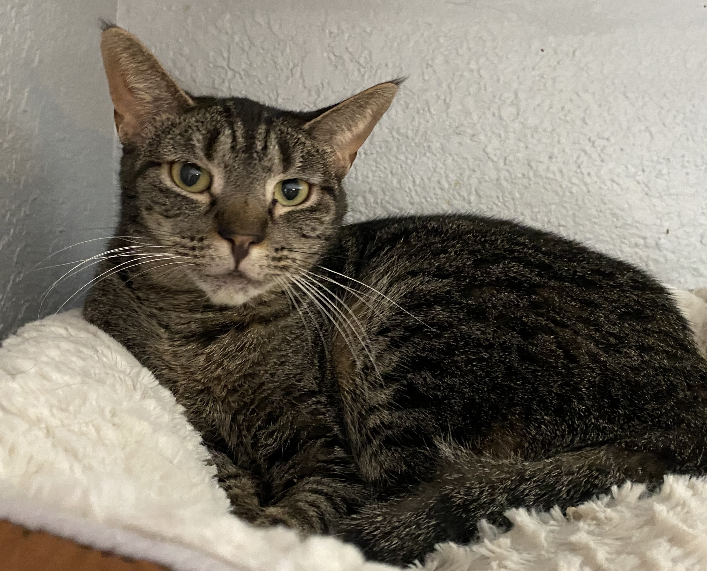 Slim, a Adoptable Tabby in El Paso, TX image 2/3