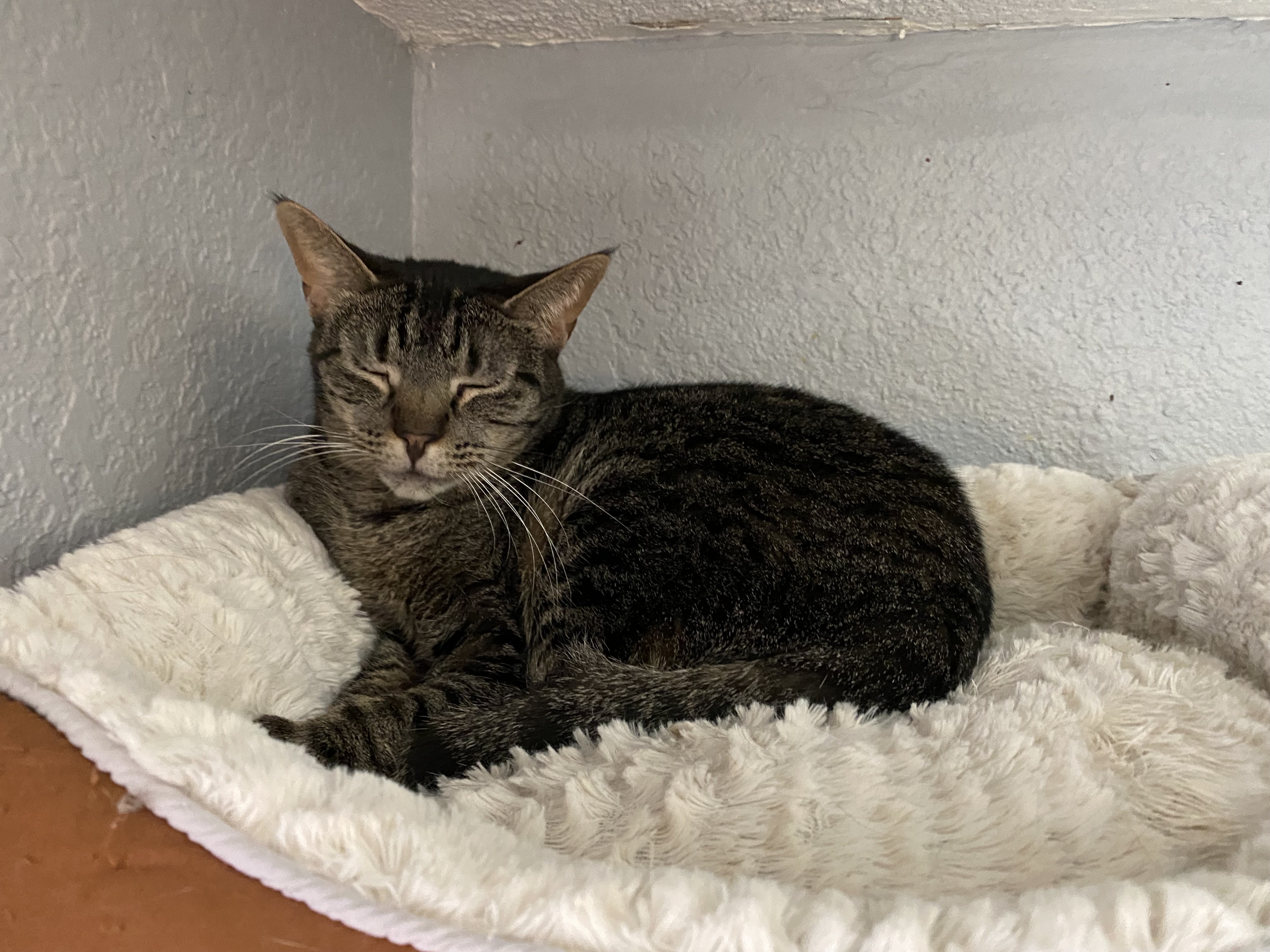 Slim, a Adoptable Tabby in El Paso, TX image 3/3