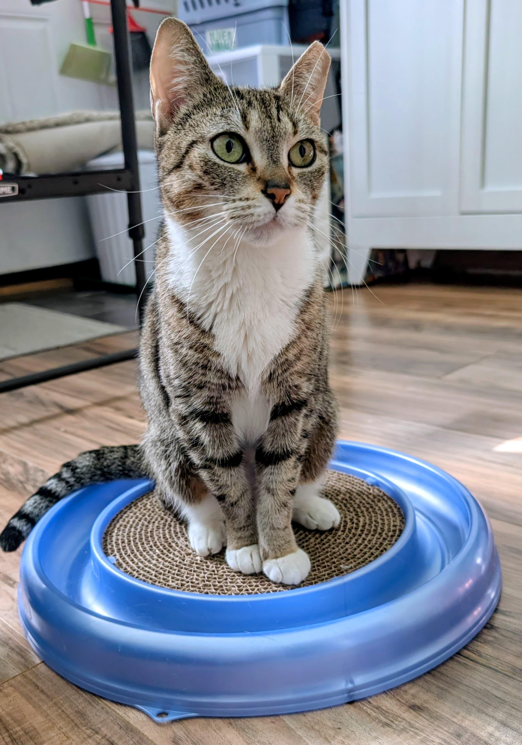 Enlarge Betty, a ADOPTABLE Domestic Short Hair in Rochester, NY image 2/5