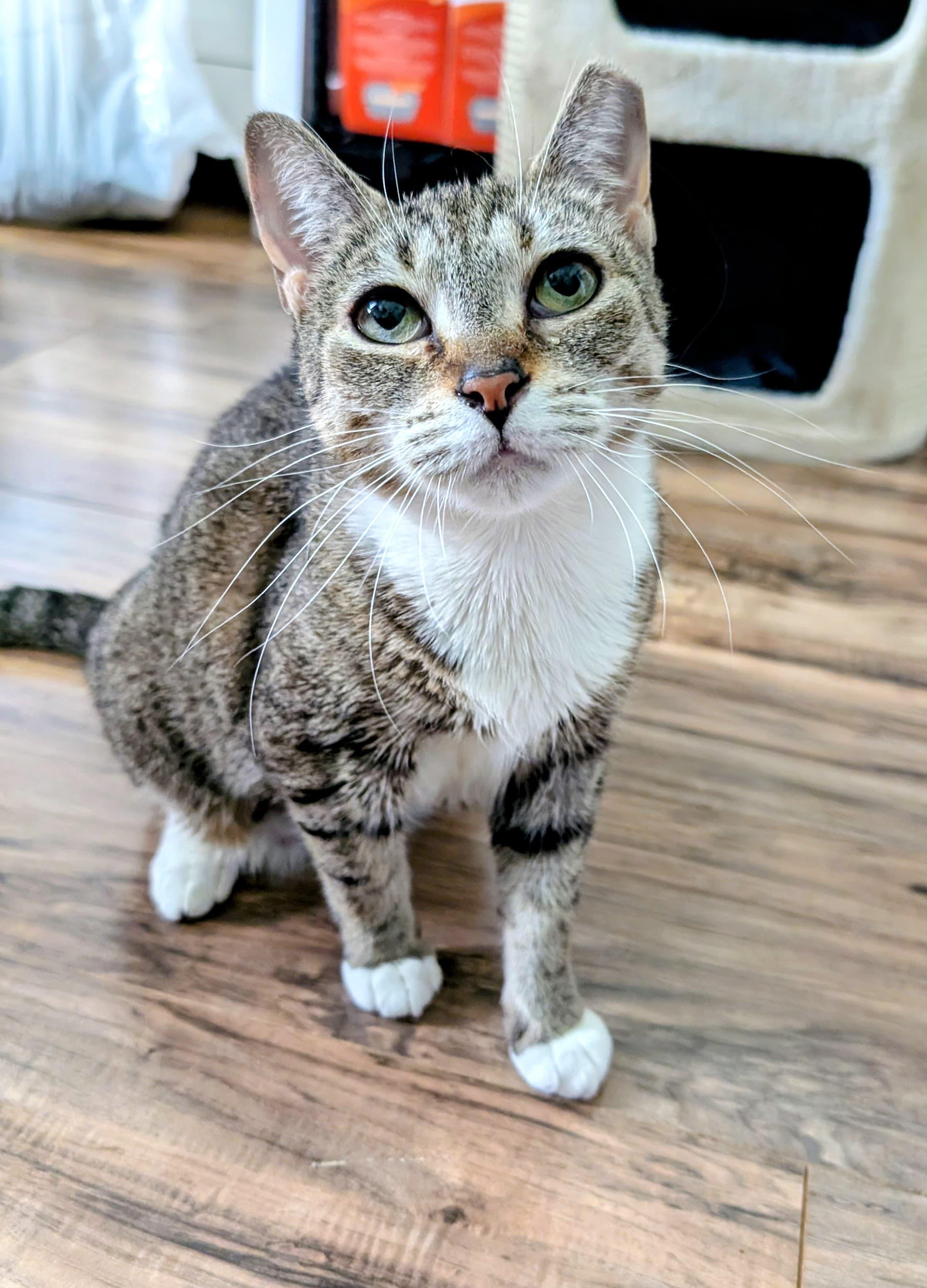 Enlarge Betty, a ADOPTABLE Domestic Short Hair in Rochester, NY image 3/6