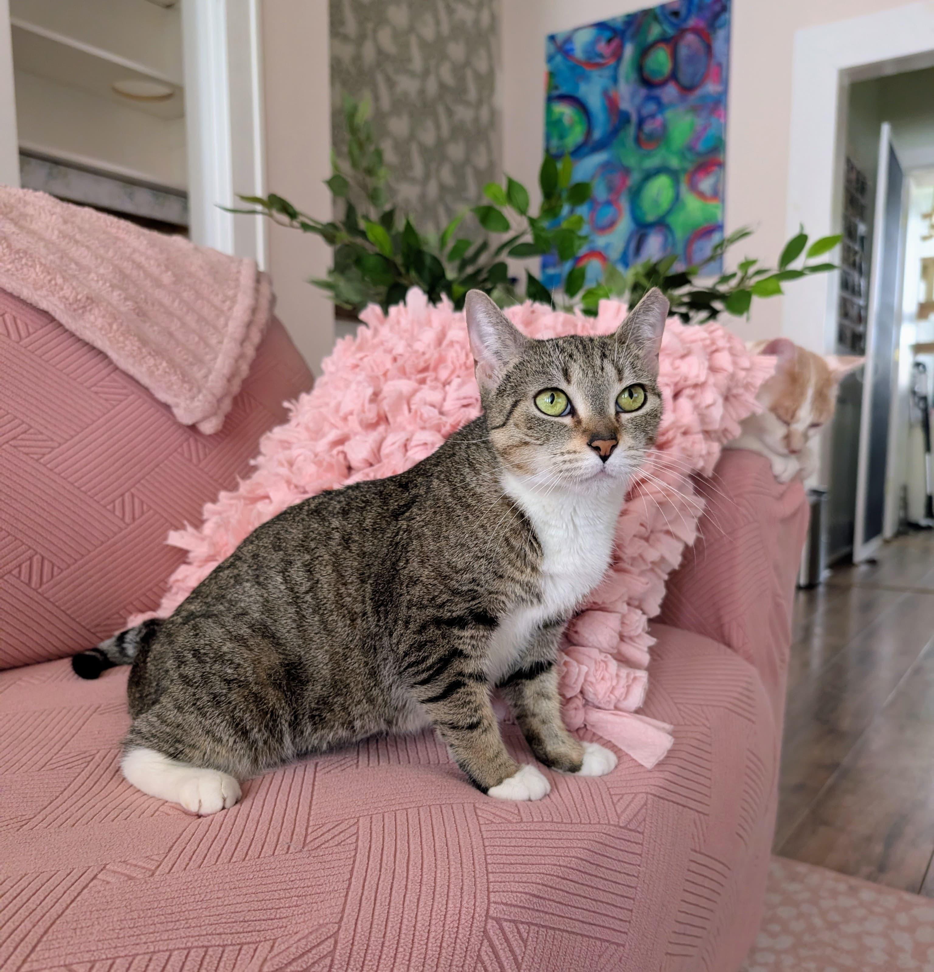 Betty, ADOPTABLE, Adult Female Domestic Short Hair.