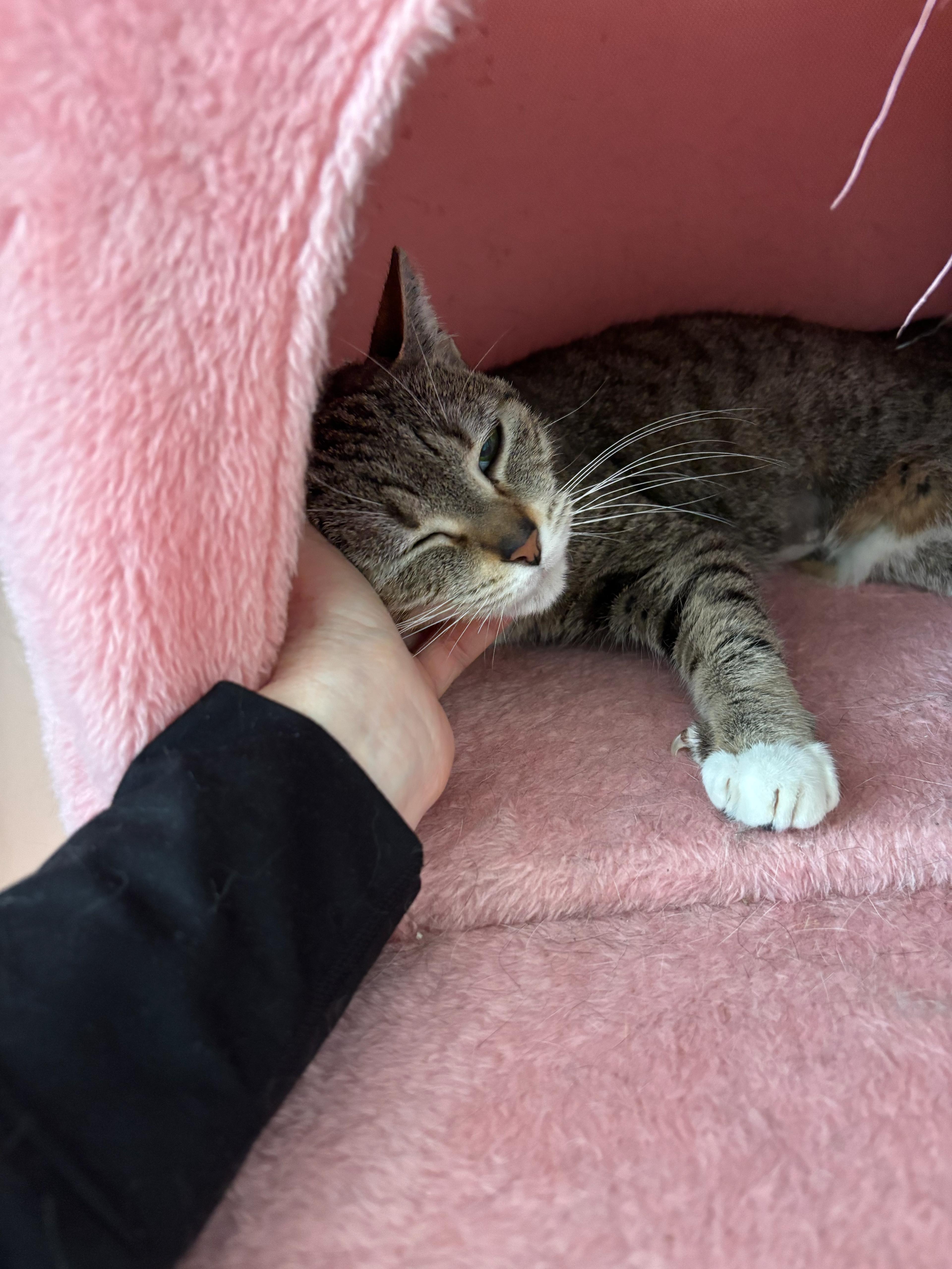 Enlarge Betty, a ADOPTABLE Domestic Short Hair in Rochester, NY image 4/5