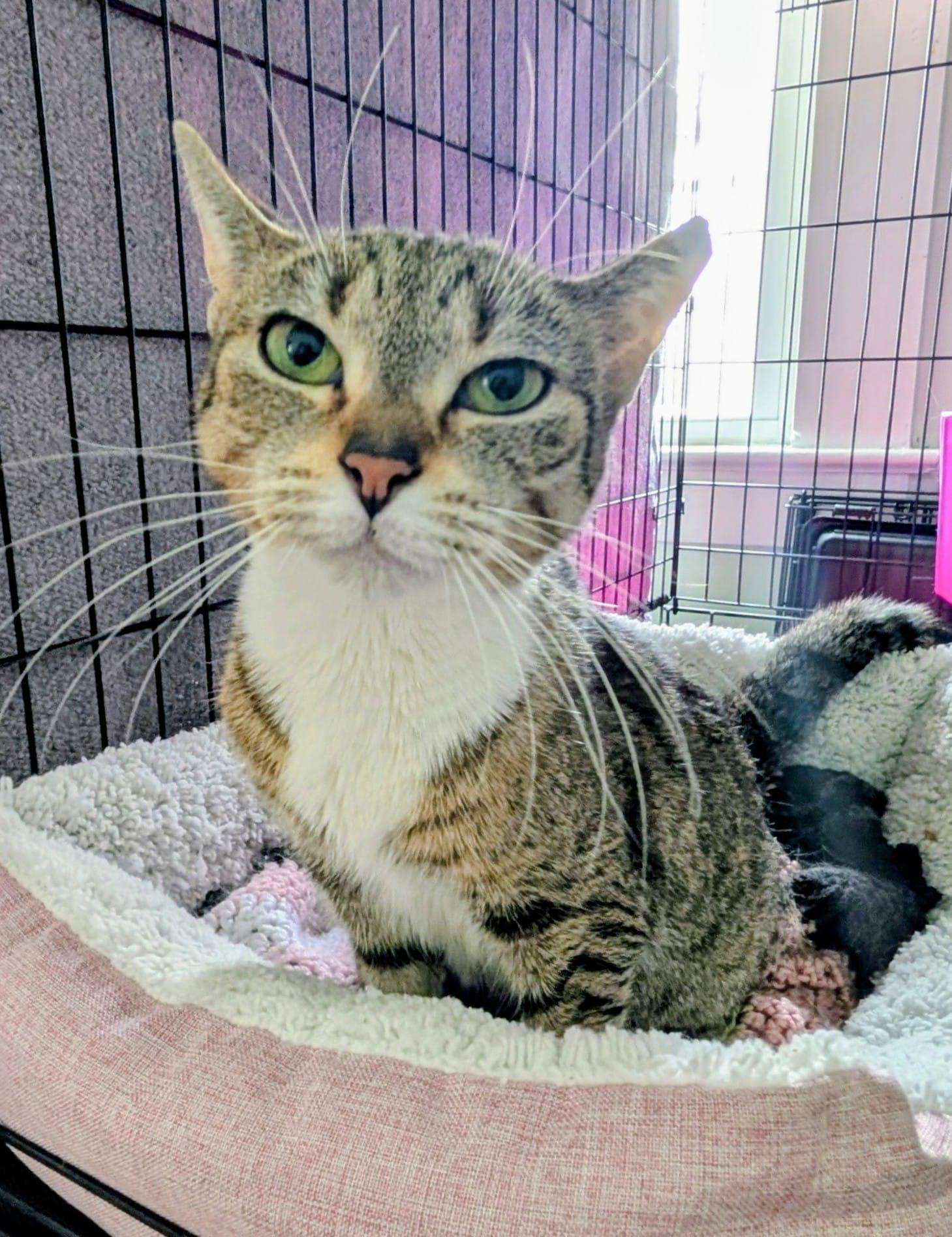 Enlarge Betty, a ADOPTABLE Domestic Short Hair in Rochester, NY image 3/5